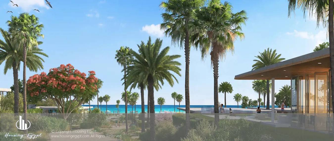Oasis